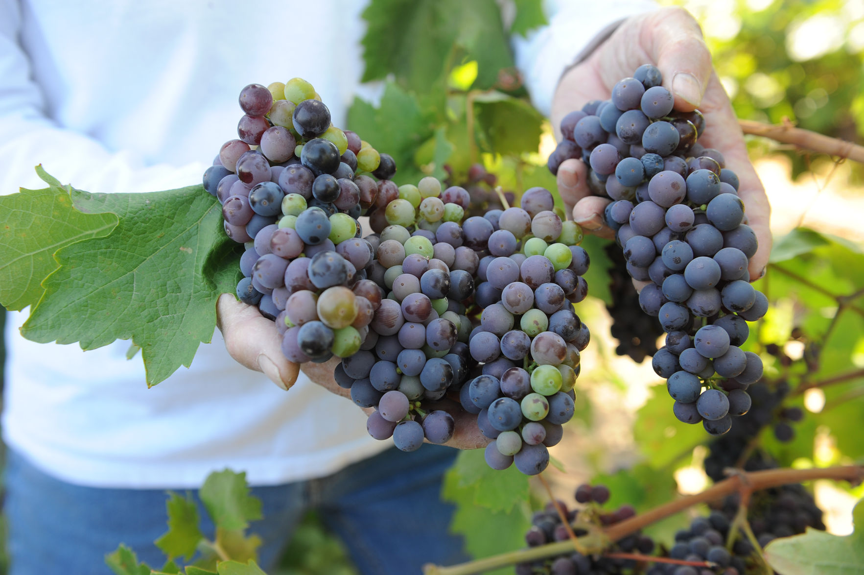 0_08_19_VERASION_THINNING_30.JPG